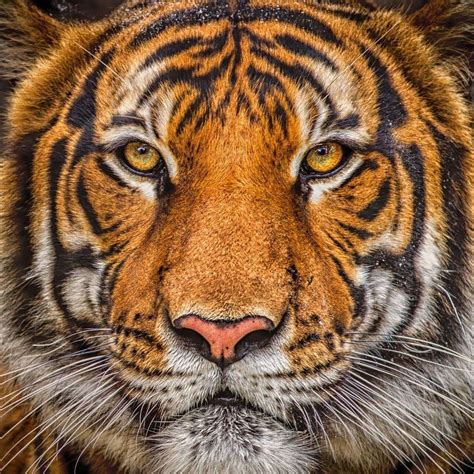 Tiger Portrait By 904photophactory On Deviantart Jacksonville Zoo Wild