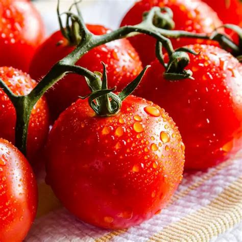 Can You Grow Campari Tomatoes From Seed Ideal Conditions And Tips