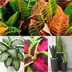 Planta ornamental; Guía Integral de plantas ornamentales para diseño y ...