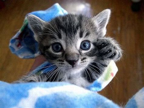 Kitten Says Hi