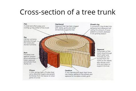 The Trunk Of A Tree Is Its A Journey Of Discovery Sarpo
