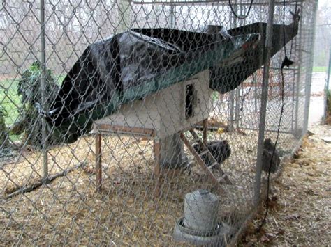 housing chickens in a suburban backyard counting my chickenscounting my chickens