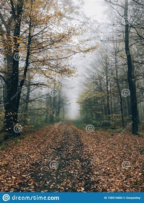 Road In Autumn Woods With Fall Leaves In Foggy Cold