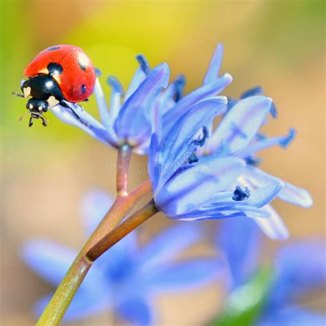 Ladybug On Blue Flower Stock Photo Image Of Blue Insect 30017722