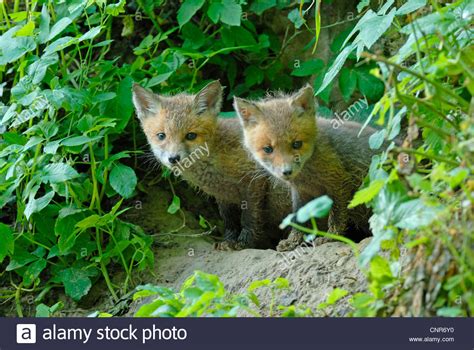 Red Fox Vulpes Vulpes Two Puppies Germany Baden Wuerttemberg