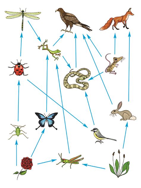 Food Webs Show The Diversity In All Consumers In Ecosystems