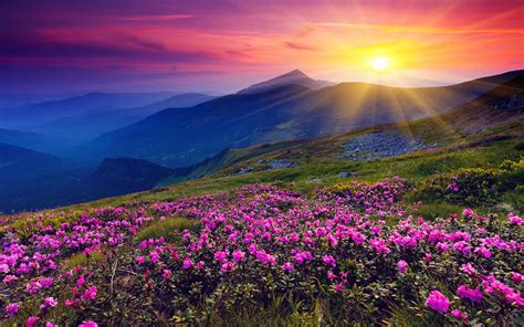Open Beautiful Valley Full Of Pink And Purple Flowers HD Wallpapers Download Free Map Images Wallpaper [wallpaper376.blogspot.com]