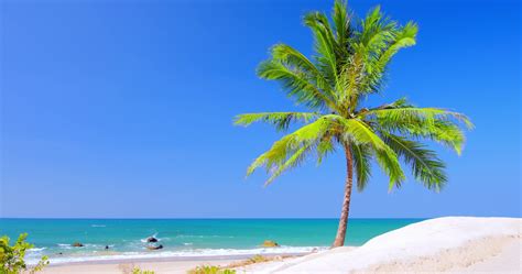 Free Photo Trees On Seashore Under Clear Blue Sky At
