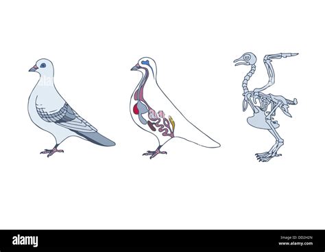 Zoology Anatomy Of Bird Cross Section And Skeleton Stock Photo Alamy