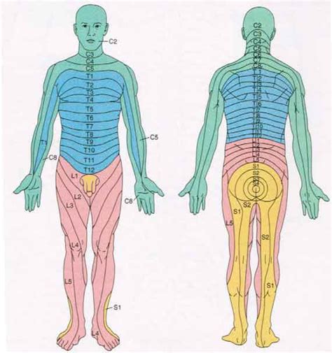 Dermatomes Of The Thoracic Nerves