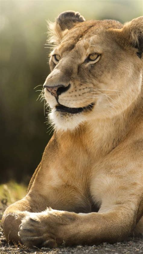Free Download African Lion Wallpaper In Hd Iphone 6 6s Plus Hd