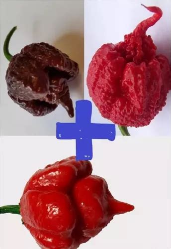 Carolina Reaper Chocolate Carolina Trinidad Sem Top