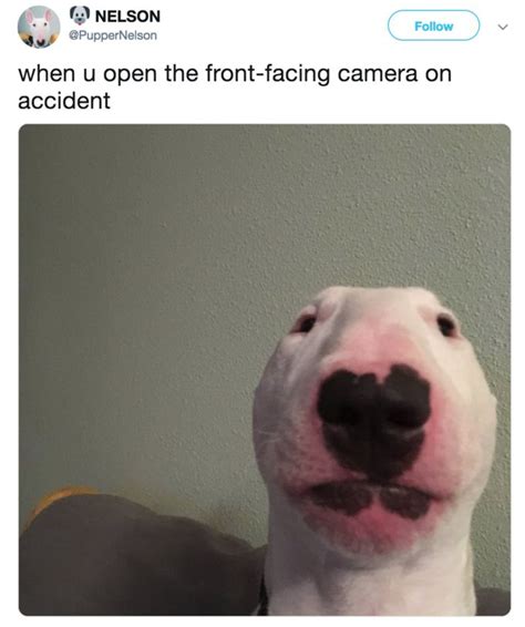 Meme Dog Looking At Camera Angry Dog Dogs Funny Dog Memes