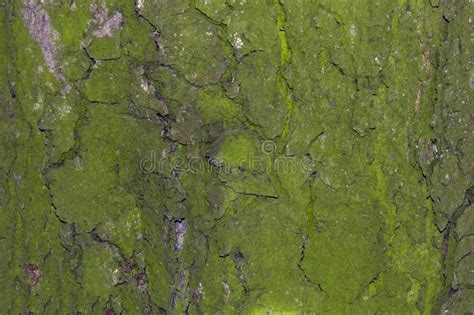 Tree Bark Texture Stock Image Image Of Rough Abstract 101950631