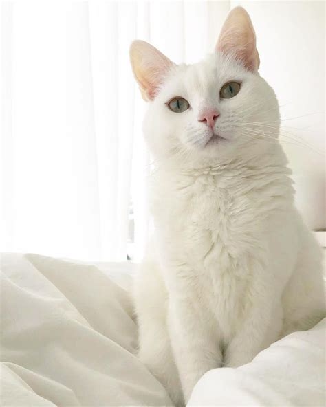 Find gifs with the latest and newest hashtags! Pin by Jessica Green on Fur Children | Cats, Animals, Cuddling