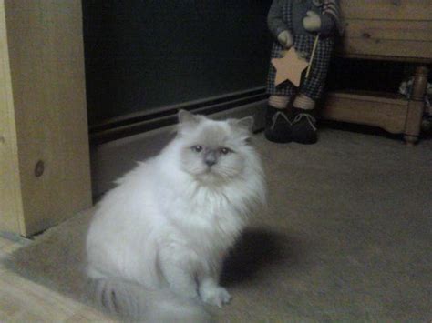 Female Lilac Point Himalayan 5 Years Old For Sale In Wilkes Barre