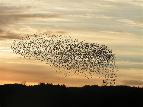 2048x1536 Px Birds Bokeh Flock Of Sky Hd Wallpaper Wallpaperbetter