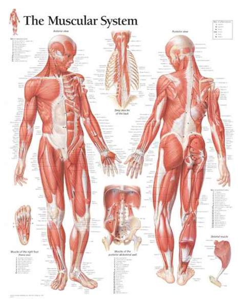 Muscle Anatomical Posters Muscle Anatomy Charts