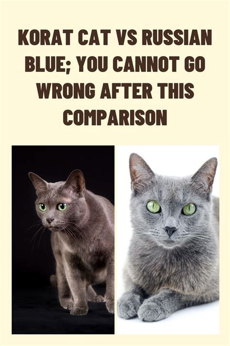 Korat Cat Vs Russian Blue You Cannot Go Wrong After This Comparison In
