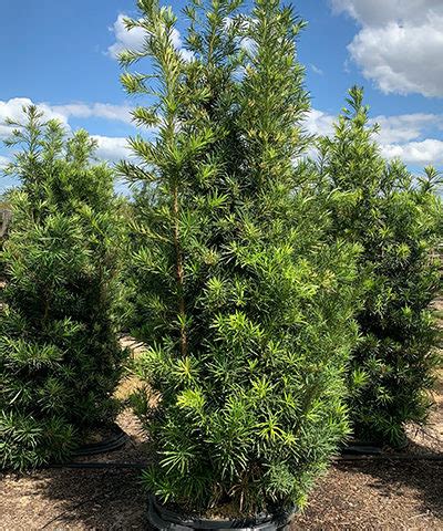 A wide variety of podocarpus seed options are available to you luo han song factory supply high germination podocarpus macrophyllus seeds detailed images chinese name luo han song zhong zi english name podocarpus macrophyllus latin name podocarpus macrophyllus (thunb.) Podocarpus - Cherrylake