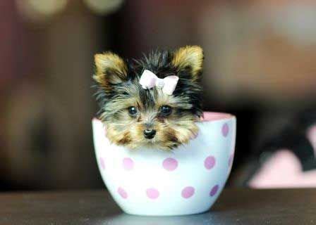 We did not find results for: 158 best Teacup Yorkie For Sale! images on Pinterest | Teacup yorkie, Yorkie and Yorkies