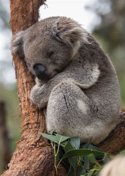 Wombat And Friends Cute Animals Cute Baby Animals Baby Animals