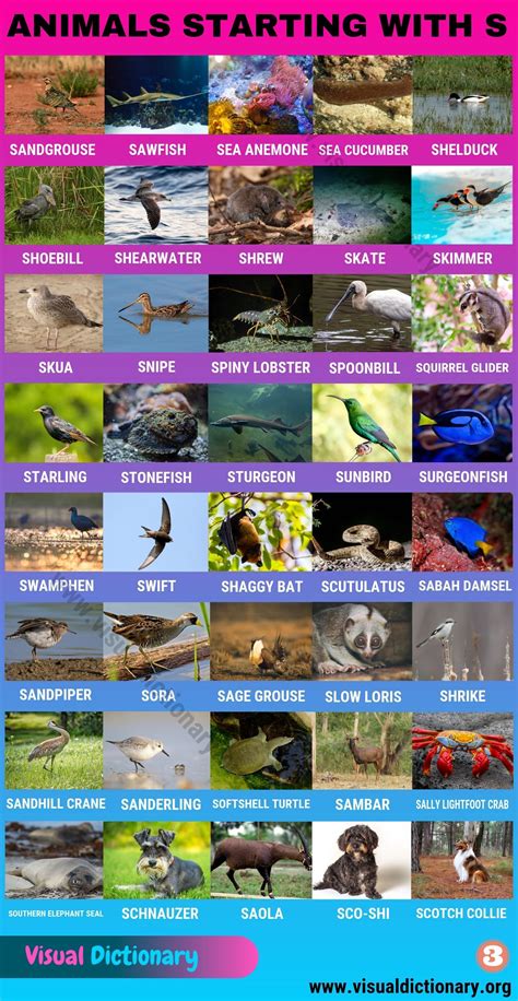 Names Of Animals That Start With Letter L - Inside Came