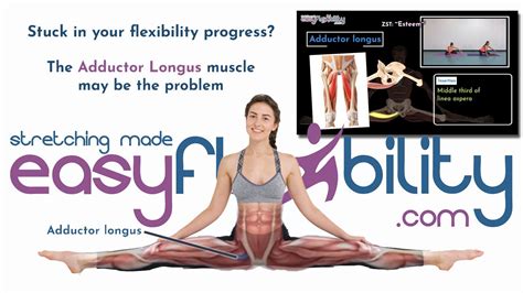 Stuck In Your Flexibility Progress The Adductor Longus Muscle May Be The Problem Youtube