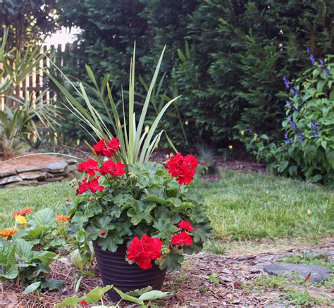 Gorgeous Geranium Planter Spring Inspirations For Your Porch And