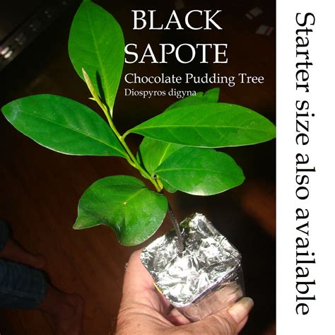 (possibly it may be needing a pollinator). Polynesian Produce Stand : ~BLACK SAPOTE~ Chocolate ...