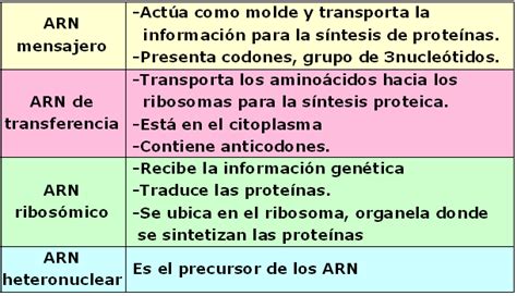 El ácido ribonucleico o arn es una de las tres macromoléculas biológicas leer más. LOS ACIDOS NUCLEICOS. Clasificación de ARN | Curiosidades del cuerpo humano, Biologia molecular ...