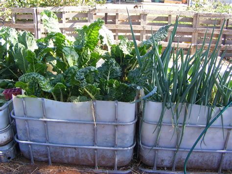 Raised Garden Beds Made From Ibc 1000ltr Containers Cut In