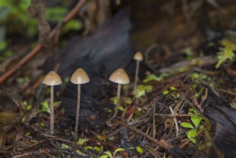 Psilocybin Mushroom Identification Guide All Mushroom Info