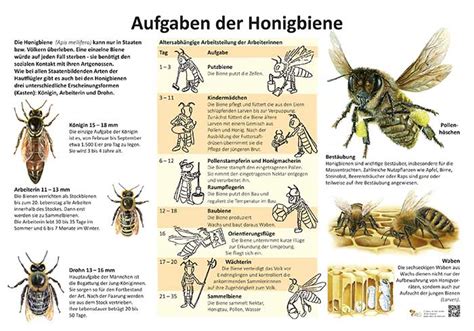 Aufgaben der Honigbiene Biene Aktionen Natur im Bild Lehrtafeln für Natur Lehr oder