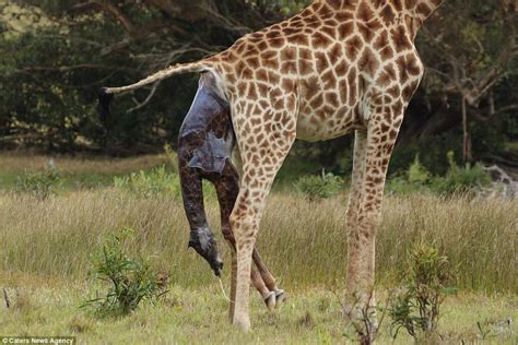 Baby Giraffe Takes First Steps In South Africa Safari Park Daily Mail