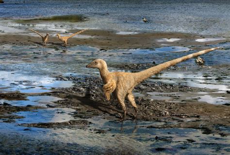 Raptorial Dinosaurs Did Not Hunt In Coordinated Packs Paleontologists