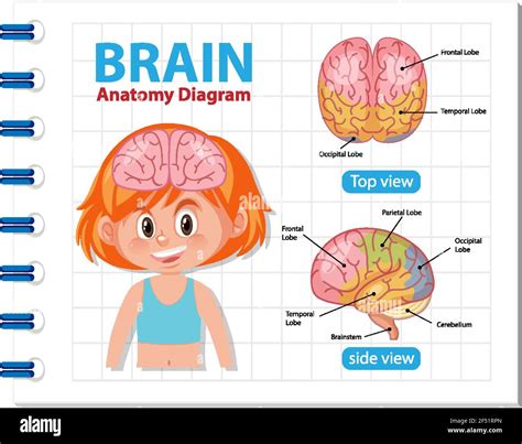 Information Poster Of Human Brain Diagram Illustration Stock Vector
