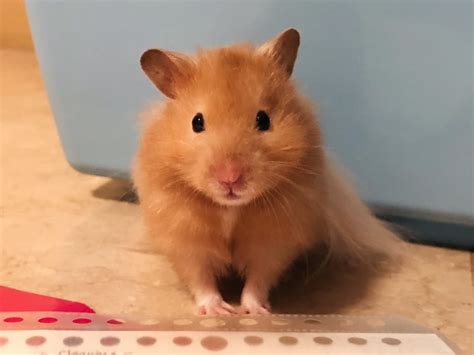 Syrian Hamster Basics Petlife