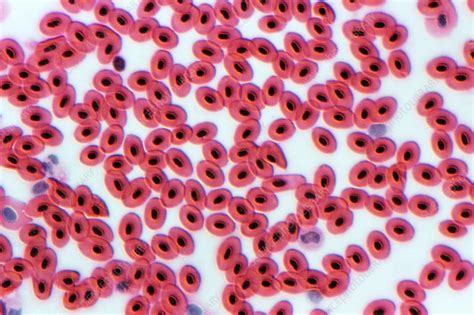 Frog Blood Cells Light Micrograph Stock Image P2430008 Science