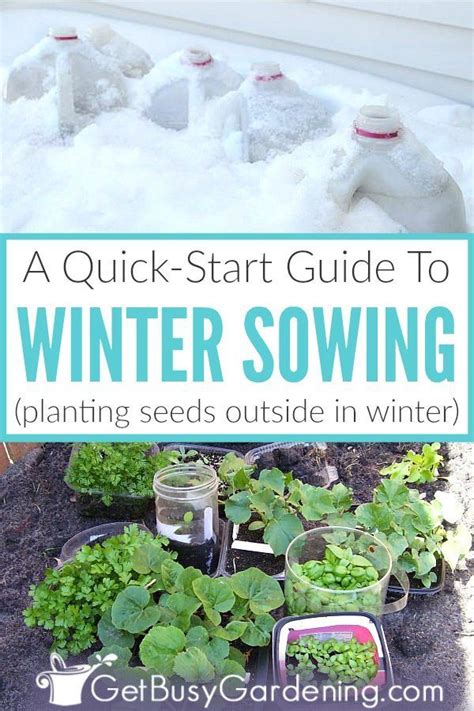 Winter Sowing Seeds A Quick Start Guide Garden Seeds Planting Seeds Outdoors Cold Climate