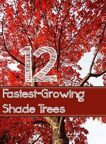 12 Fast Growing Shade Trees Bless My Weeds Fast Growing Shade Trees