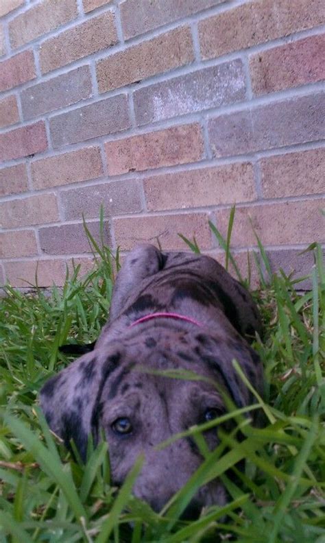 See more of north georgia great dane rescue on facebook. GREAT DANE PUPPY Luna at 9 weeks | Great dane, Great dane ...