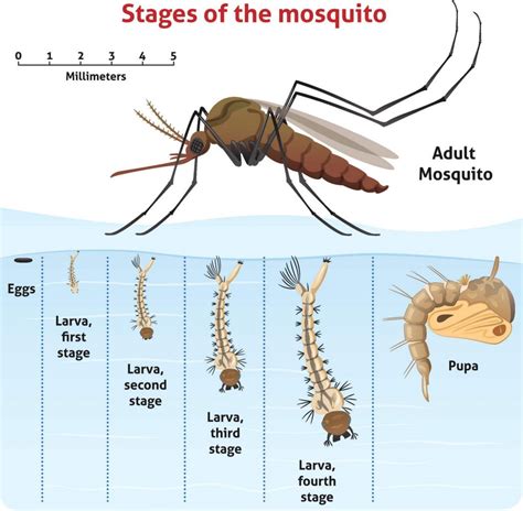 How Do Mosquito Larvae Breathe In Water Peepsburgh Com