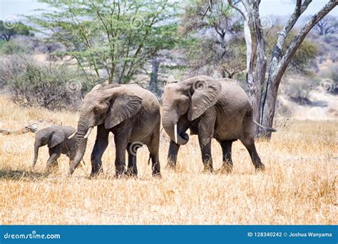 Elefantes Africanos Que Andam No Savana Foto De Stock Imagem De