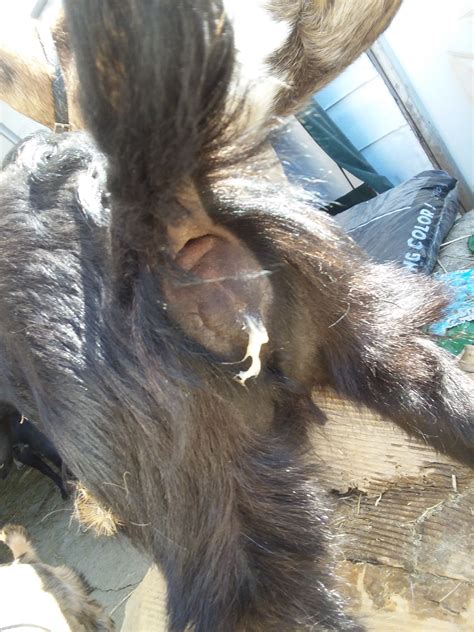 Mucus In 3 Month Old Doe The Goat Spot Forum