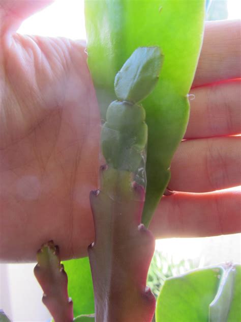 The leaves of cactus are prickly and sharp. Mike is Bored: Christmas cactus (Schlumbergera) DIY ...