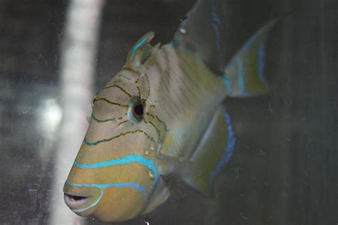 Queen Triggerfish Balistes Vetula Caribbean Tropicals