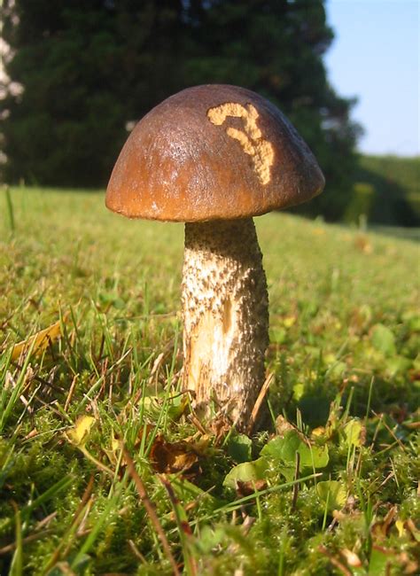 Mushroom Simple English Wikipedia The Free Encyclopedia
