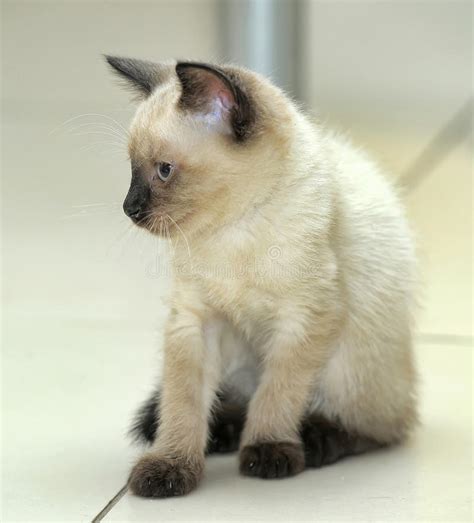 Little Cute Siamese Kitten Stock Photo Image Of Face 32889420