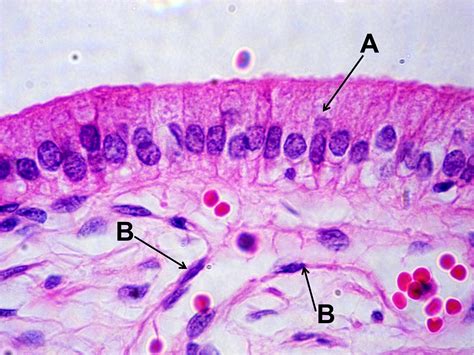 Sos Biologia Celular Y Tisular Tejidos Epitelios